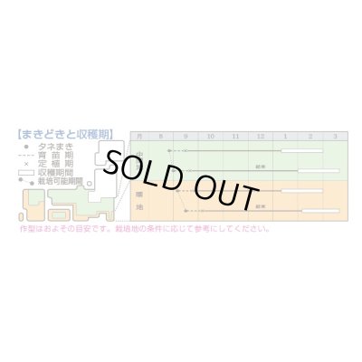 画像2: 送料無料　[白菜]　黄づつみ95　ペレット5千粒　タキイ種苗(株)
