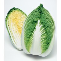 送料無料　[白菜]　黄ごころ90　ペレット5千粒　タキイ種苗（株）