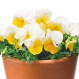 送料無料　花の種　よく咲くスミレ　レモネード　40粒　(株)サカタのタネ　実咲350（101561）