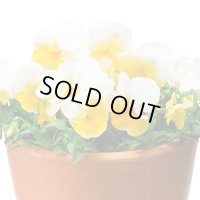 送料無料　花の種　よく咲くスミレ　レモネード　40粒　(株)サカタのタネ　実咲350（101561）