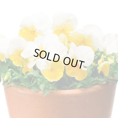 画像1: 送料無料　花の種　よく咲くスミレ　レモネード　40粒　(株)サカタのタネ　実咲350（101561）