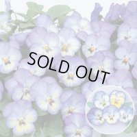 送料無料　花の種　よく咲くスミレ　ソーダ　40粒　(株)サカタのタネ　実咲350（101560）