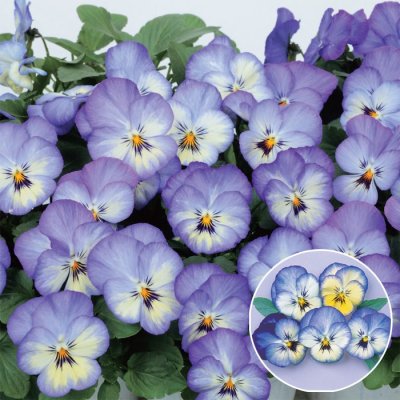 画像1: 送料無料　花の種　よく咲くスミレ　ソーダ　40粒　(株)サカタのタネ　実咲350（101560）
