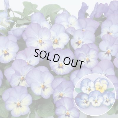 画像1: 送料無料　花の種　よく咲くスミレ　ソーダ　40粒　(株)サカタのタネ　実咲350（101560）