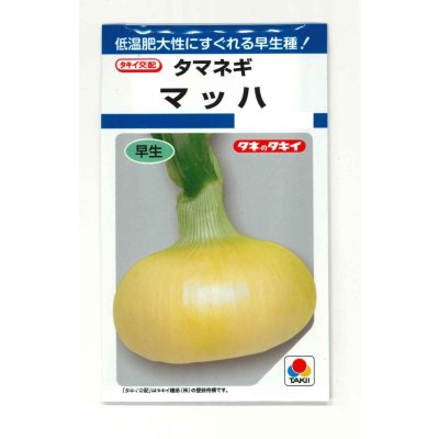 画像1: 送料無料　[たまねぎ]　マッハ　4.5ml(約580粒)　タキイ種苗(株)　DF