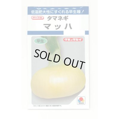 画像1: 送料無料　[たまねぎ]　マッハ　4.5ml(約580粒)　タキイ種苗(株)　DF
