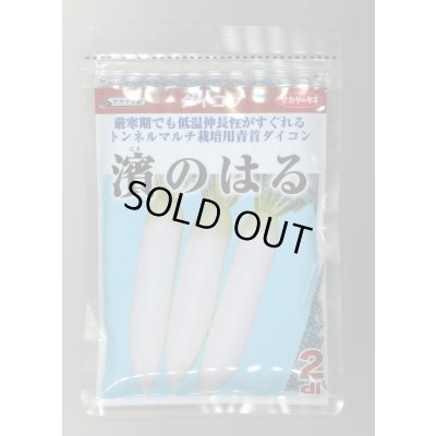 画像1: 送料無料 [大根] 濱のはる 2dl (株)サカタのタネ