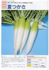 大根　夏つかさ　コート5千粒　（株）トーホク