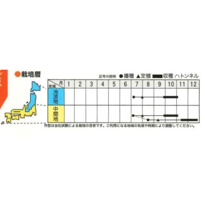 画像2: 送料無料　[イタリア野菜]　ヴェネチア　ラディッキョ・ロッソ　80粒　トキタ種苗(株)