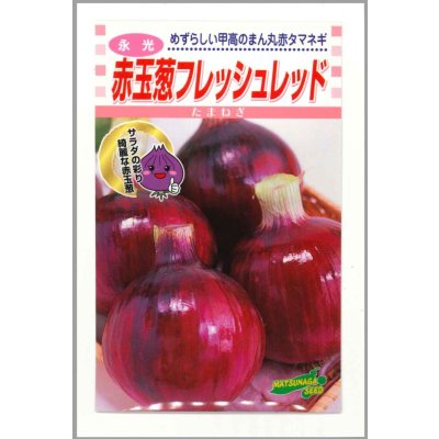 画像1: 送料無料　[たまねぎ]　赤玉葱　フレッシュレッド　20ml　松永種苗(株)
