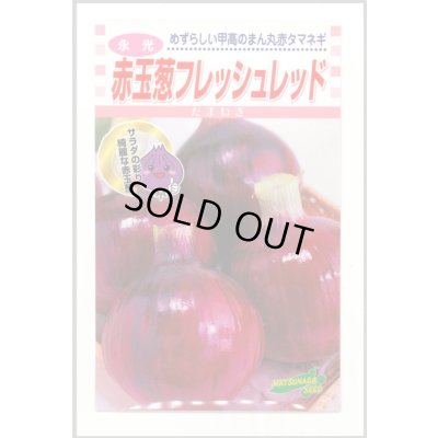 画像1: 送料無料　[たまねぎ]　赤玉葱　フレッシュレッド　20ml　松永種苗(株)