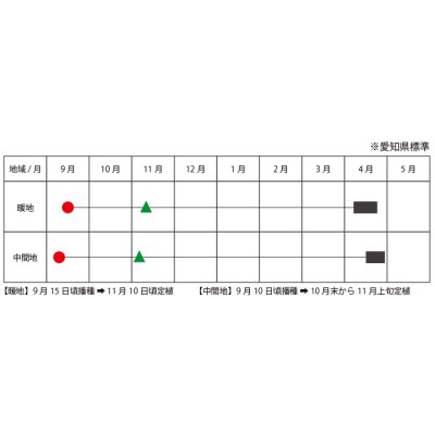 画像2: 送料無料　[たまねぎ]　ハイパーリニア　20ml　松永種苗(株)