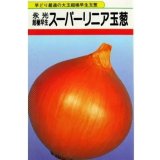 送料無料　[たまねぎ]　スーパーリニア　20ml　松永種苗(株)
