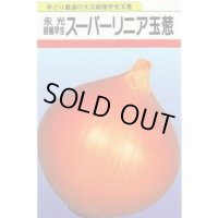 送料無料　[たまねぎ]　スーパーリニア　20ml　松永種苗(株)
