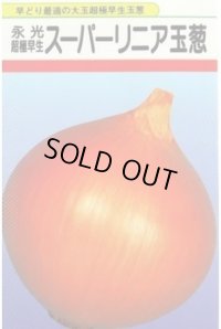 送料無料　[たまねぎ]　スーパーリニア　20ml　松永種苗(株)