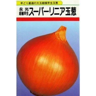 画像1: 送料無料　[たまねぎ]　スーパーリニア　20ml　松永種苗(株)