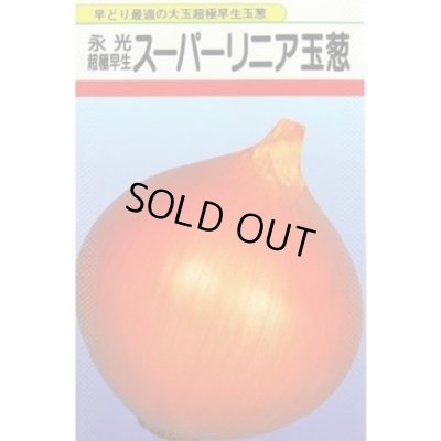 画像1: 送料無料　[たまねぎ]　スーパーリニア　20ml　松永種苗(株)