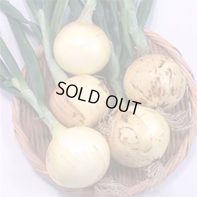 画像2: 送料無料　[たまねぎ]　スーパーリニア　20ml　松永種苗(株)