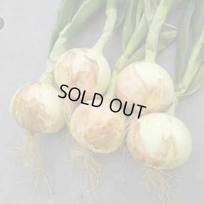 画像2: 送料無料　[たまねぎ]　ハイパーリニア　20ml　松永種苗(株)