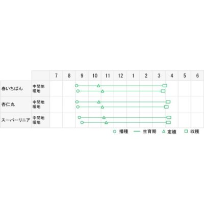 画像3: 送料無料　[たまねぎ]　スーパーリニア　20ml　松永種苗(株)