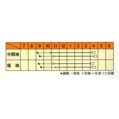 画像3: 送料無料　[たまねぎ]　ハイパーリニア　20ml　松永種苗(株)