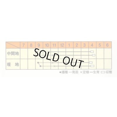 画像3: 送料無料　[たまねぎ]　ハイパーリニア　20ml　松永種苗(株)