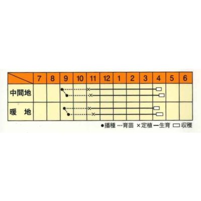 画像3: 送料無料　[たまねぎ]　スーパーリニア　20ml　松永種苗(株)