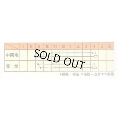 画像3: 送料無料　[たまねぎ]　スーパーリニア　20ml　松永種苗(株)