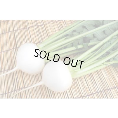 画像2: 送料無料　[かぶ]　CRおおとろ蕪　2ml 小林種苗（株）