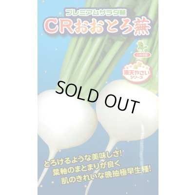 画像1: 送料無料　[かぶ]　CRおおとろ蕪　2ml 小林種苗（株）
