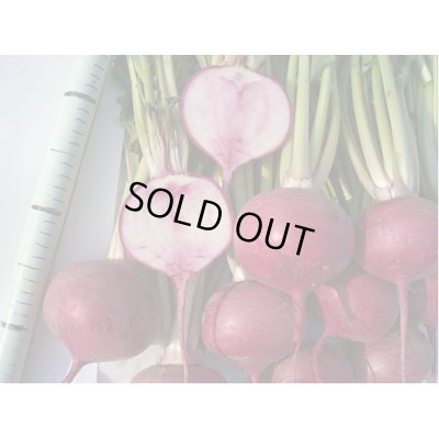 画像2: 送料無料　[かぶ]　CRあじ紅　20ml　　 小林種苗（株）