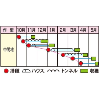 画像3: 送料無料　[かぶ]　CRおおとろ蕪　2ml 小林種苗（株）