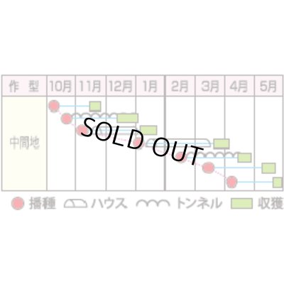 画像3: 送料無料　[かぶ]　CRおおとろ蕪　2ml 小林種苗（株）