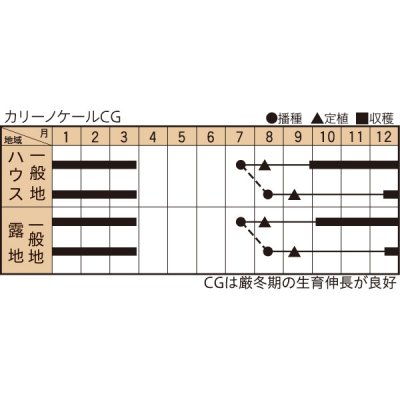 画像2: 送料無料　カリーノケールCG　200粒　トキタ種苗（株）