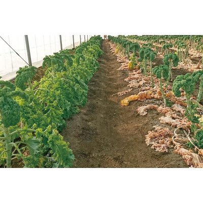 画像4: 送料無料　カリーノケールCG　200粒　トキタ種苗（株）