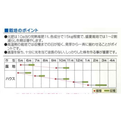 画像2: 送料無料　おしろい菜　20ml   小林種苗（株）