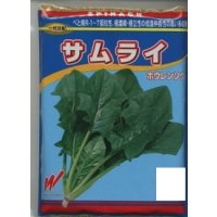 [ほうれんそう]　サムライ　3万粒（種子サイズ：L）　渡辺農事（株）