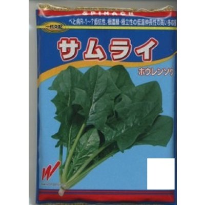 画像1: [ほうれんそう]　サムライ　3万粒（種子サイズ：L）　渡辺農事（株）