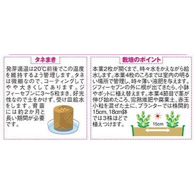 画像2: 送料無料　花の種　トルコギキョウ　ボヤージュミックス　約40粒　　(株)サカタのタネ　実咲350（026123）