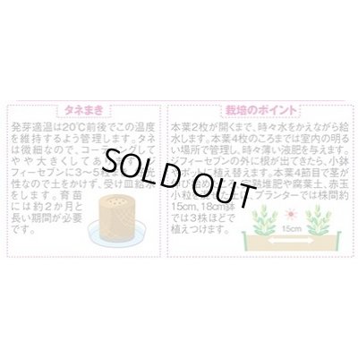 画像2: 送料無料　花の種　トルコギキョウ　ボヤージュミックス　約40粒　　(株)サカタのタネ　実咲350（026123）