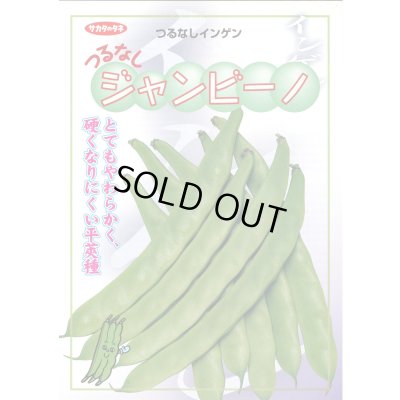 画像2: 送料無料　[いんげん]　インゲン　つるなしジャンビーノ　1dl　(株)サカタのタネ