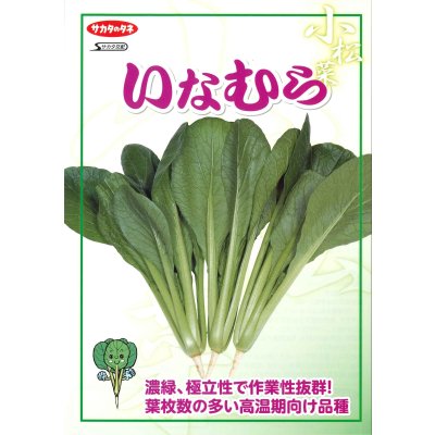 画像2: 送料無料　[小松菜]　いなむら　20ml　（株）サカタのタネ
