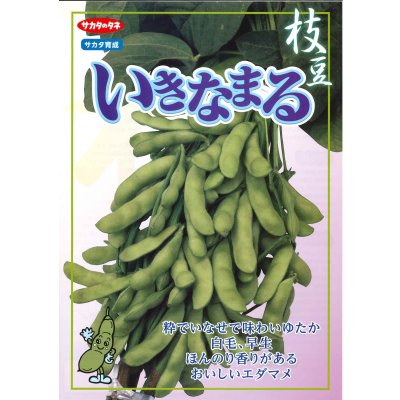 画像6: 送料無料　[枝豆]　いきなまる　約40粒　(株)サカタのタネ　実咲350　（003157）　　　　　　　　　　　　　　　　　　　　　　　　　　　　　　　　　　　　