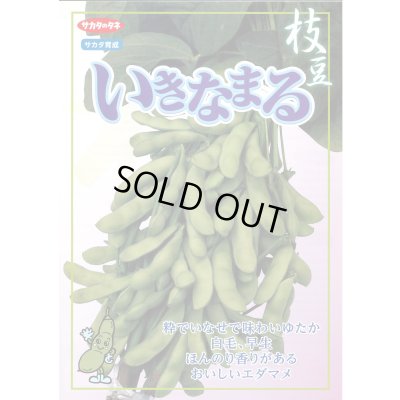 画像6: 送料無料　[枝豆]　いきなまる　約40粒　(株)サカタのタネ　実咲350　（003157）　　　　　　　　　　　　　　　　　　　　　　　　　　　　　　　　　　　　