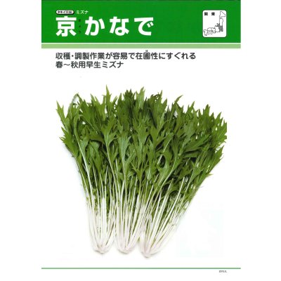 画像2: [シーダー種子]　みずな　京かなで　1粒×5cm間隔