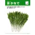 画像2: [シーダー種子]　みずな　京かなで　1粒×5cm間隔 (2)