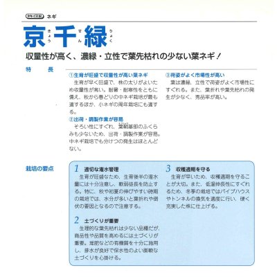 画像3: 送料無料　[ねぎ]　京千緑　2dl　タキイ種苗