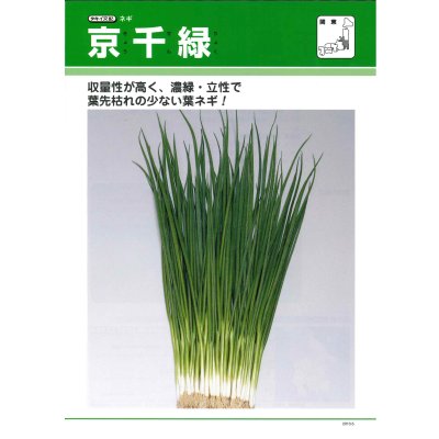 画像2: シーダー種子　ネギ　京千緑　1粒×1cm間隔×200ｍ