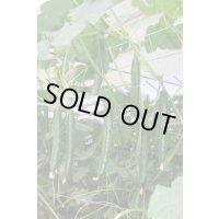 送料無料　[キュウリ]　アッカン４３４　350粒　(株)ときわ研究場