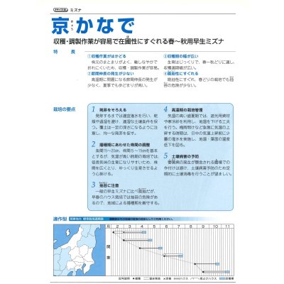 画像3: [シーダー種子]　みずな　京かなで　1粒×5cm間隔